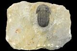 Detailed Gerastos Trilobite Fossil - Morocco #134059-3
